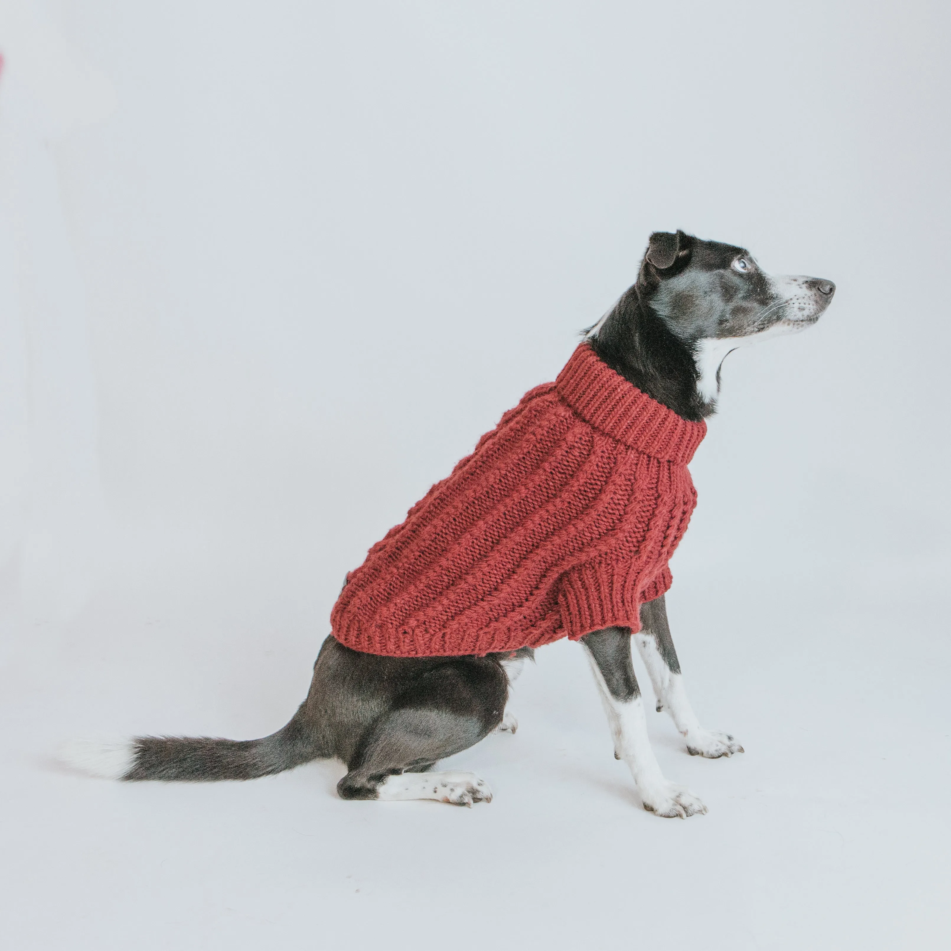 Dog Cable Knit Sweater - Maroon
