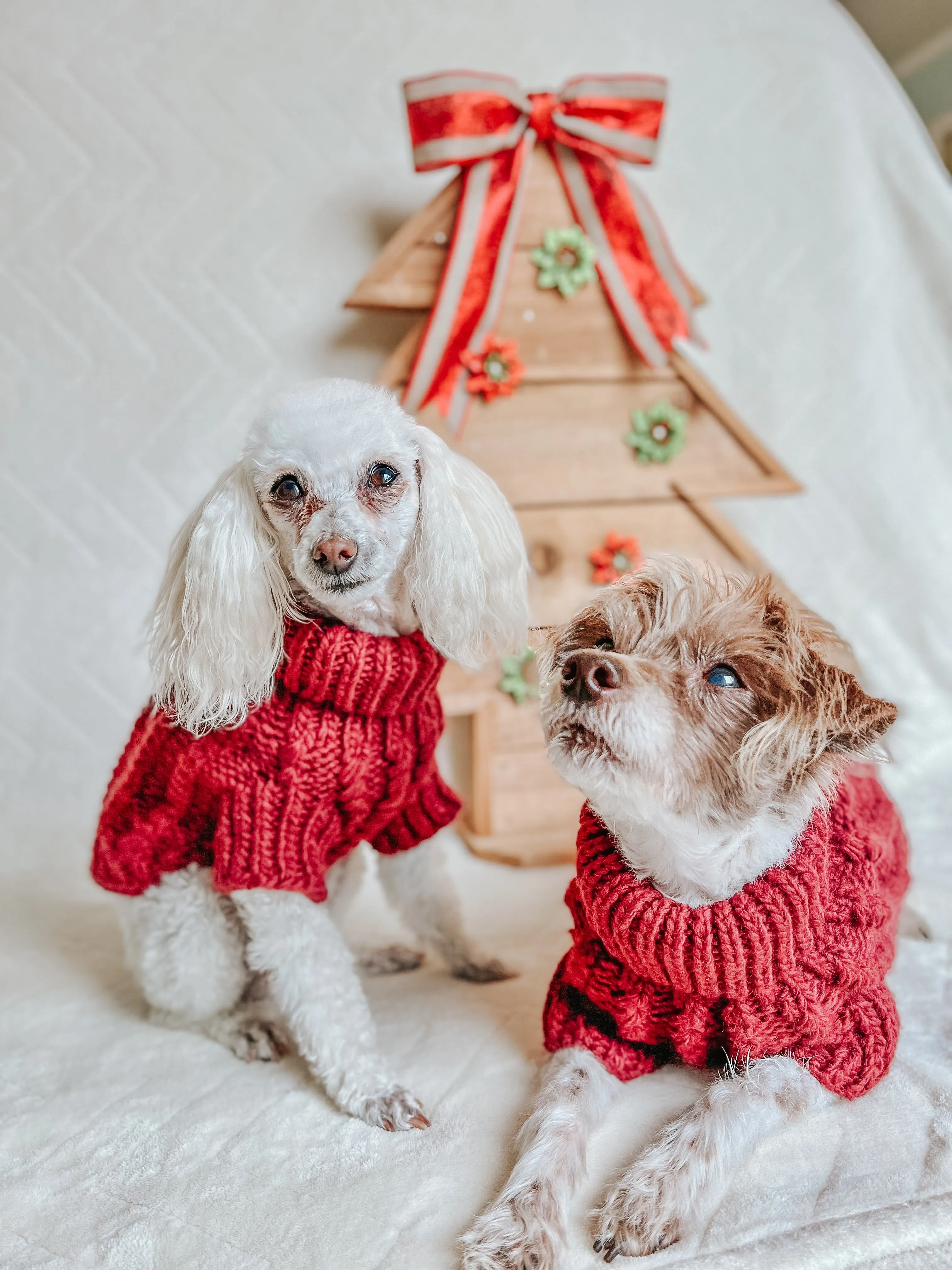 Dog Cable Knit Sweater - Maroon