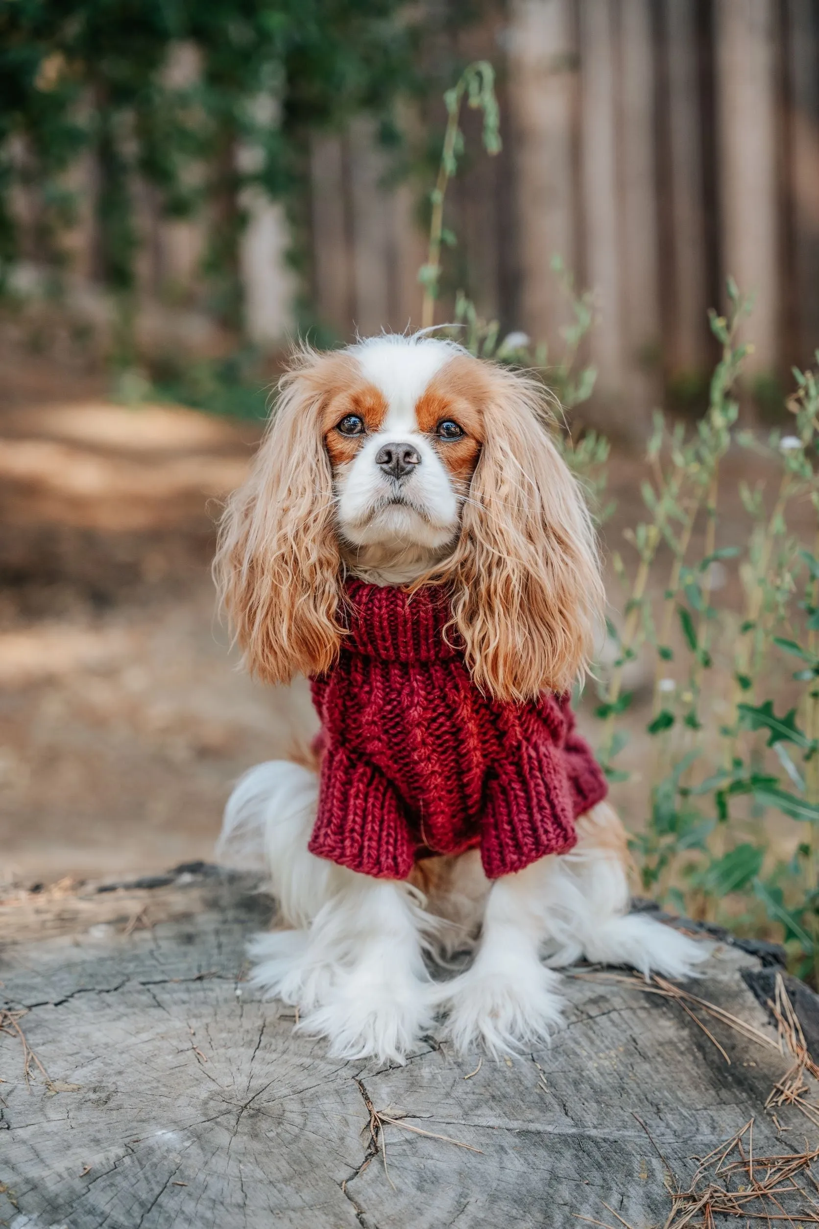 Dog Cable Knit Sweater - Maroon
