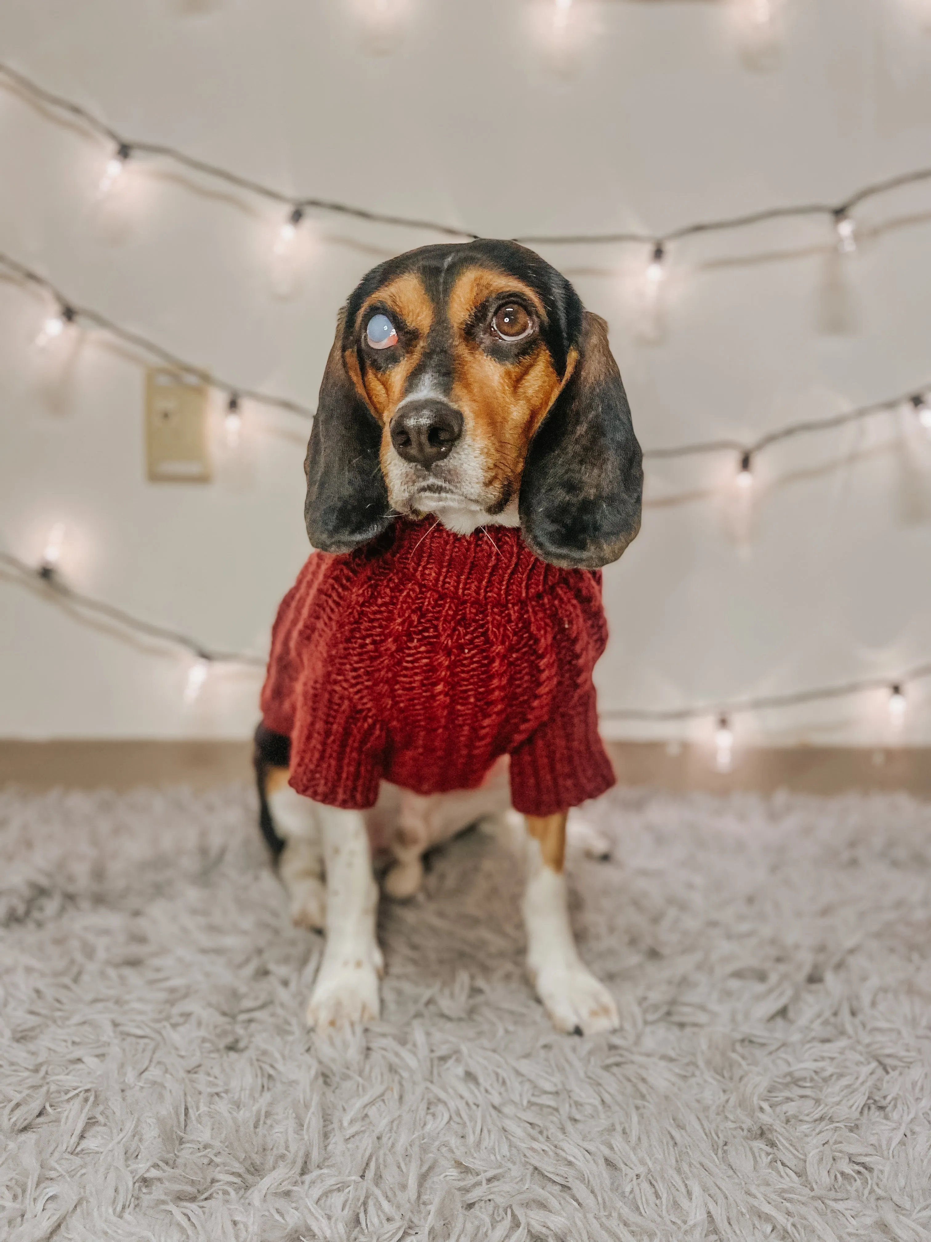 Dog Cable Knit Sweater - Maroon