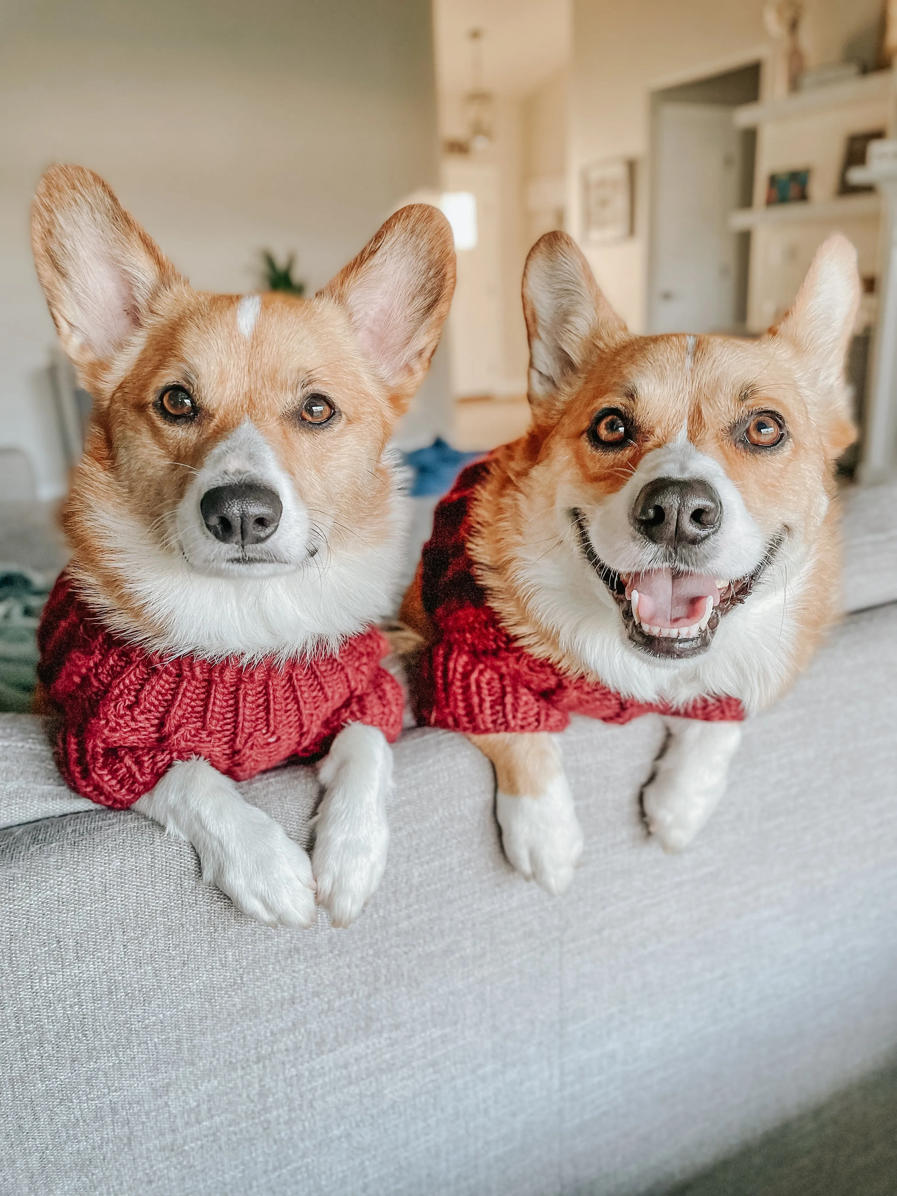 Dog Cable Knit Sweater - Maroon