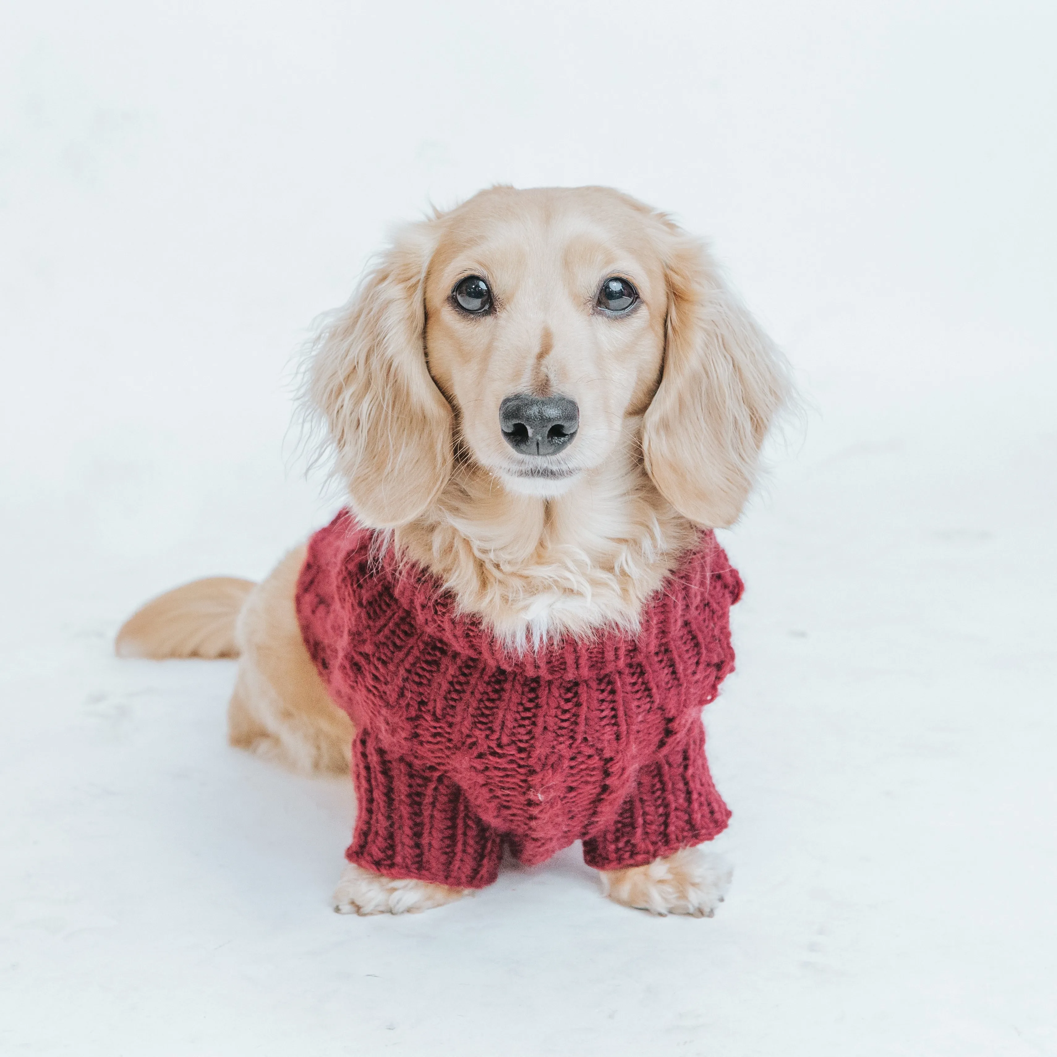 Dog Cable Knit Sweater - Maroon