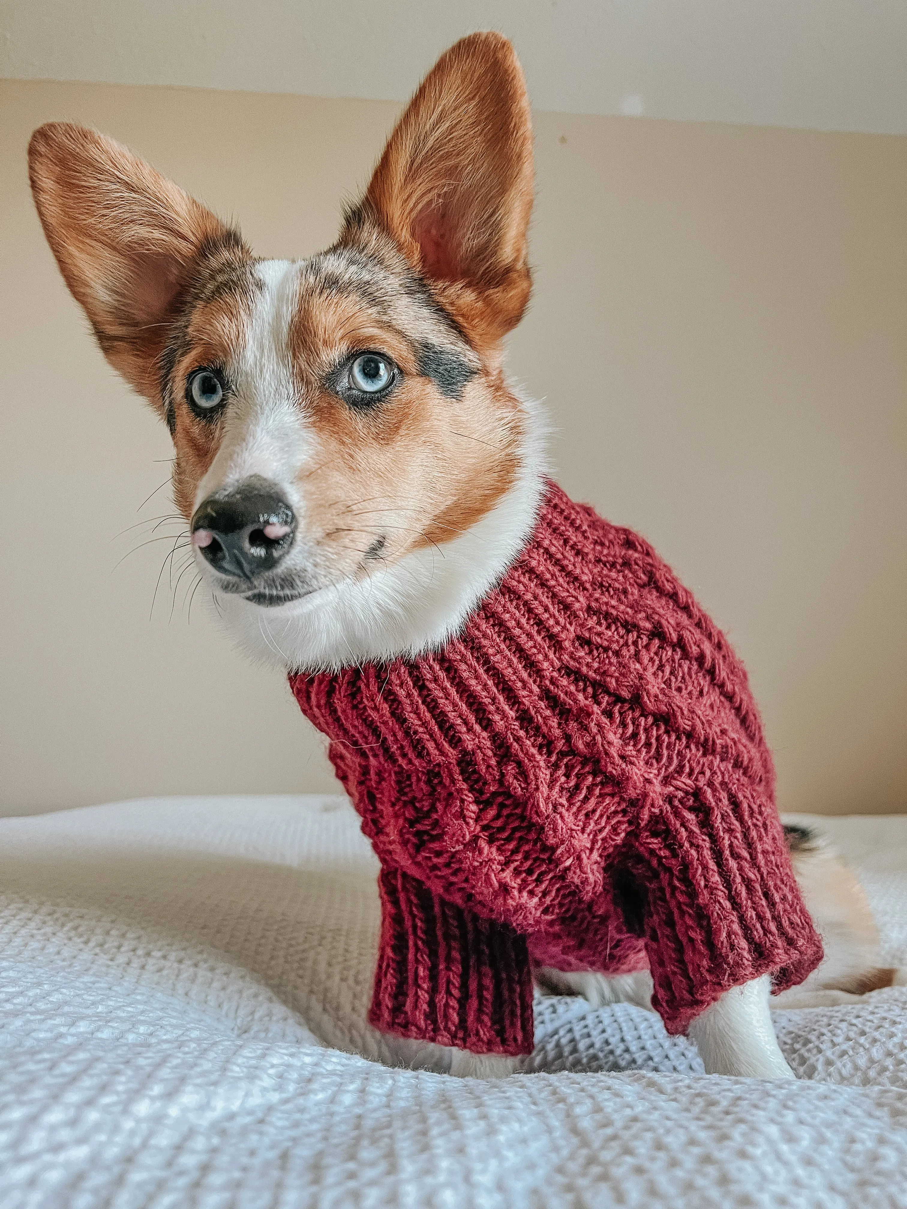 Dog Cable Knit Sweater - Maroon