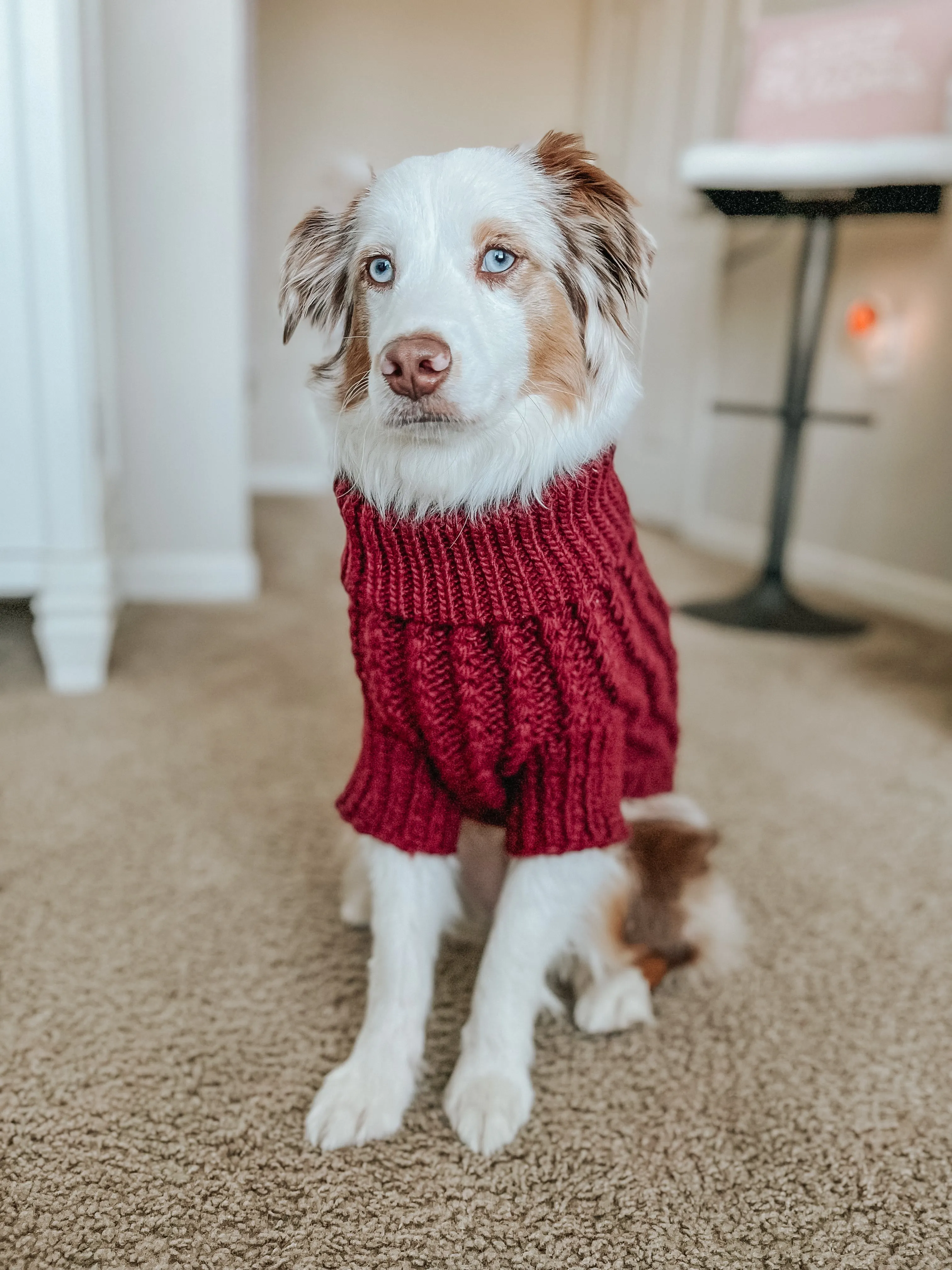 Dog Cable Knit Sweater - Maroon