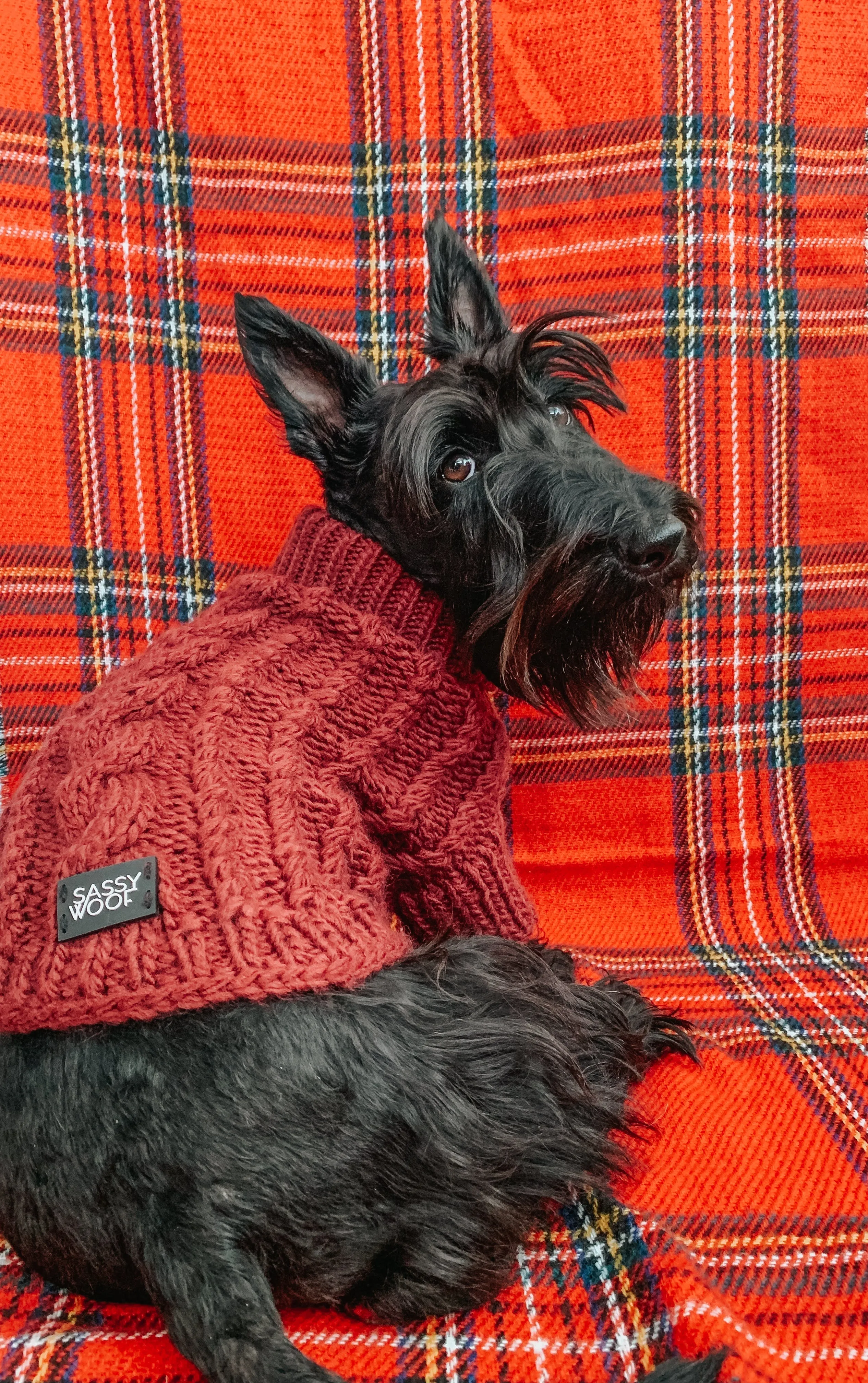 Dog Cable Knit Sweater - Maroon