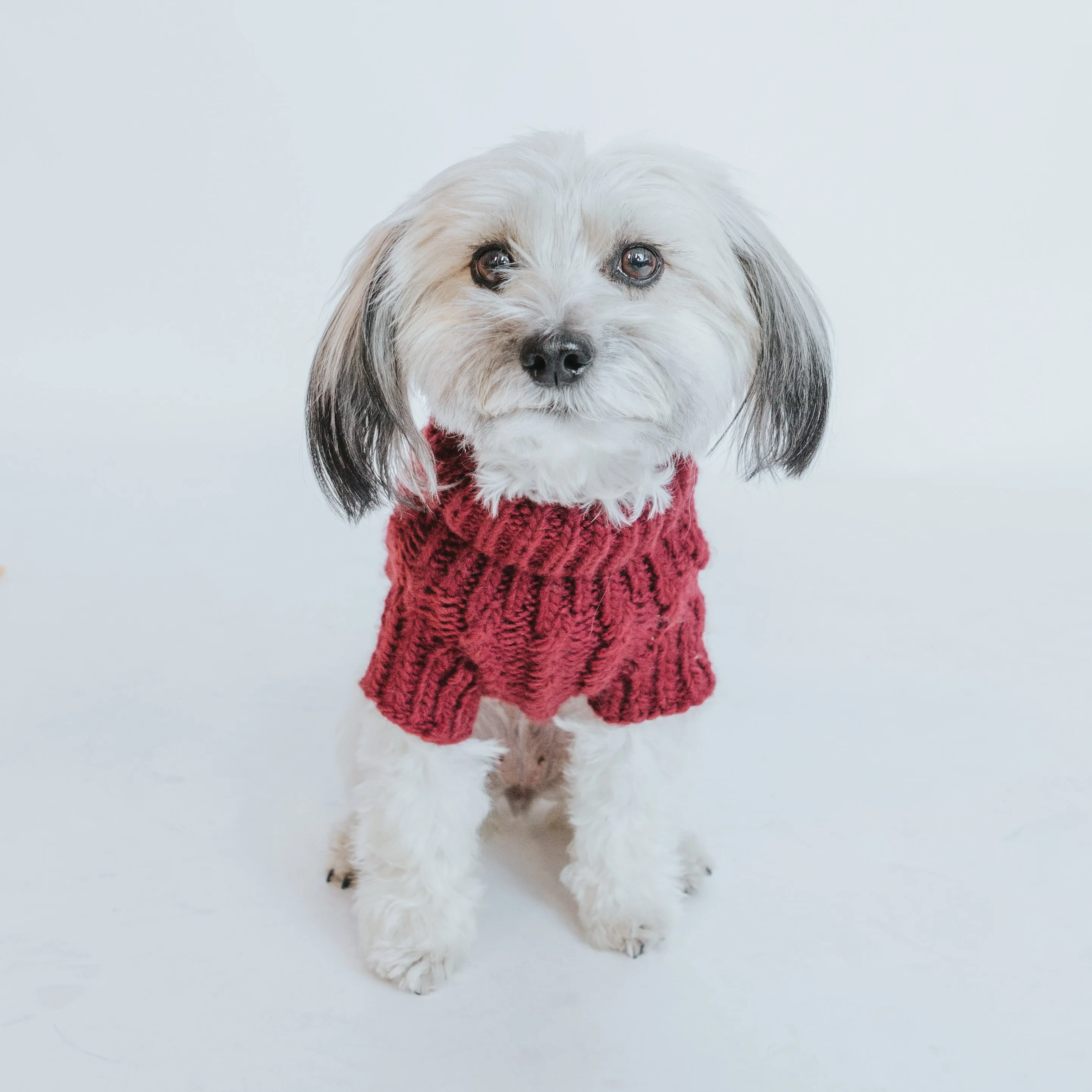 Dog Cable Knit Sweater - Maroon