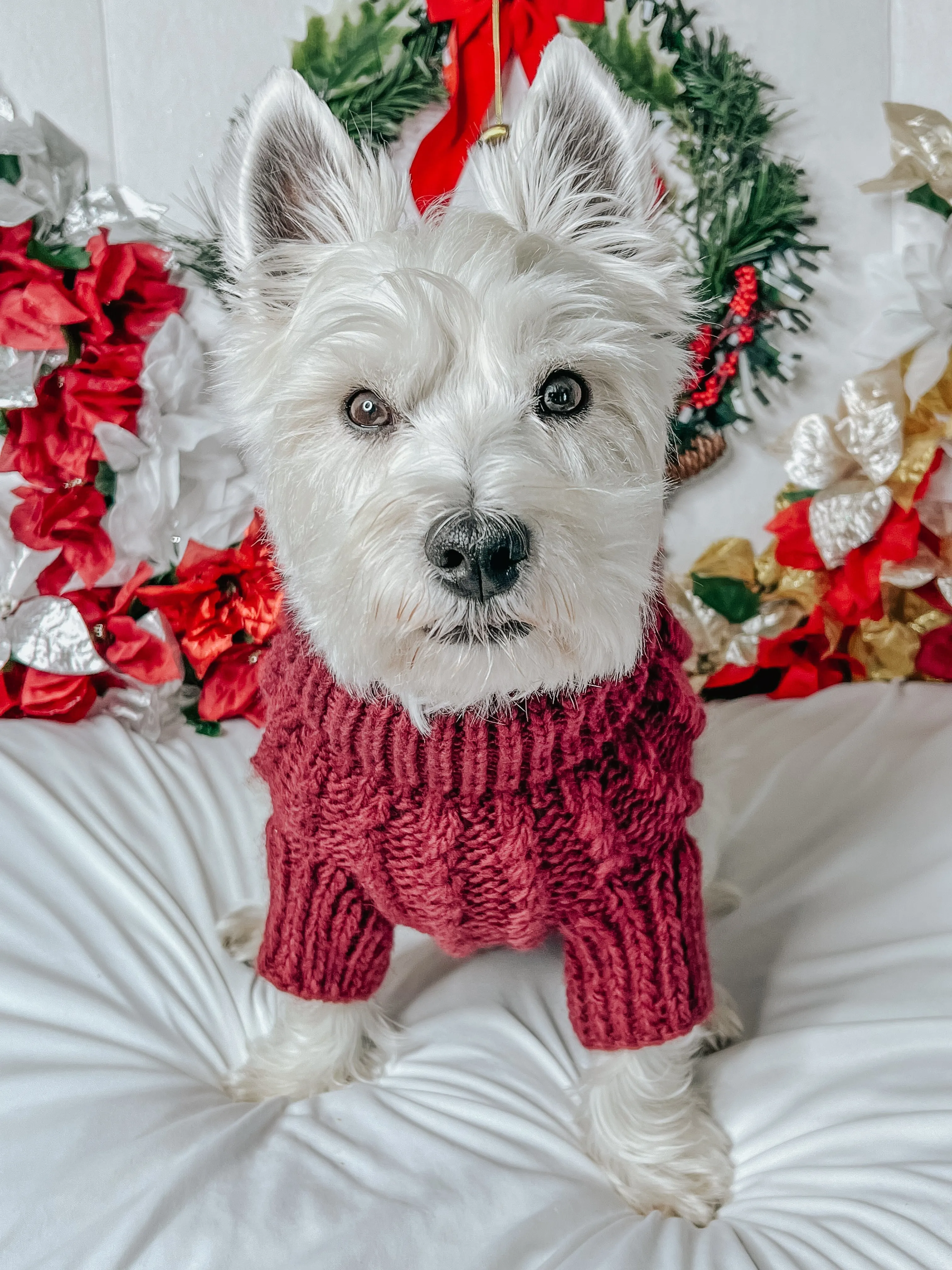 Dog Cable Knit Sweater - Maroon