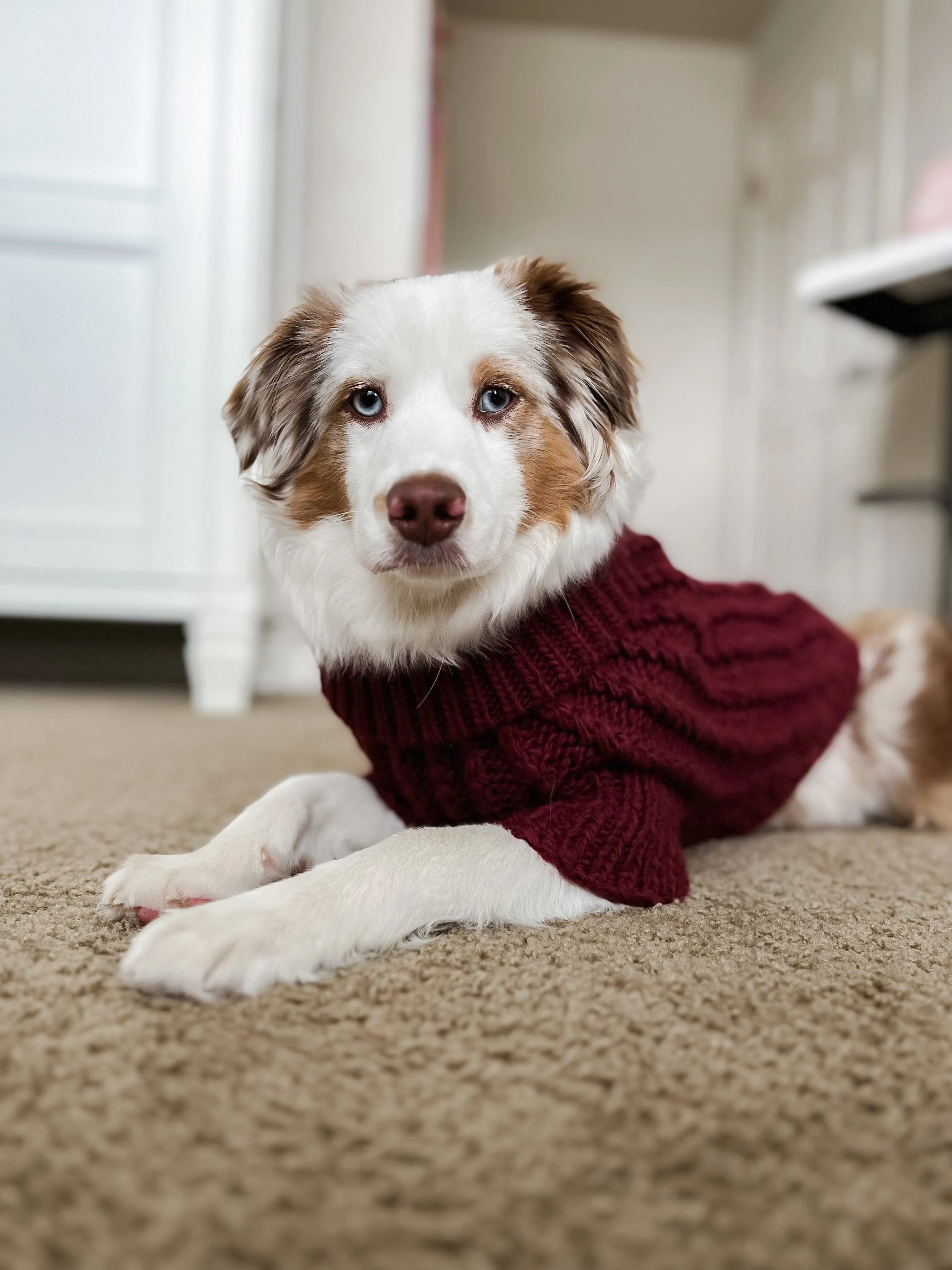 Dog Cable Knit Sweater - Maroon